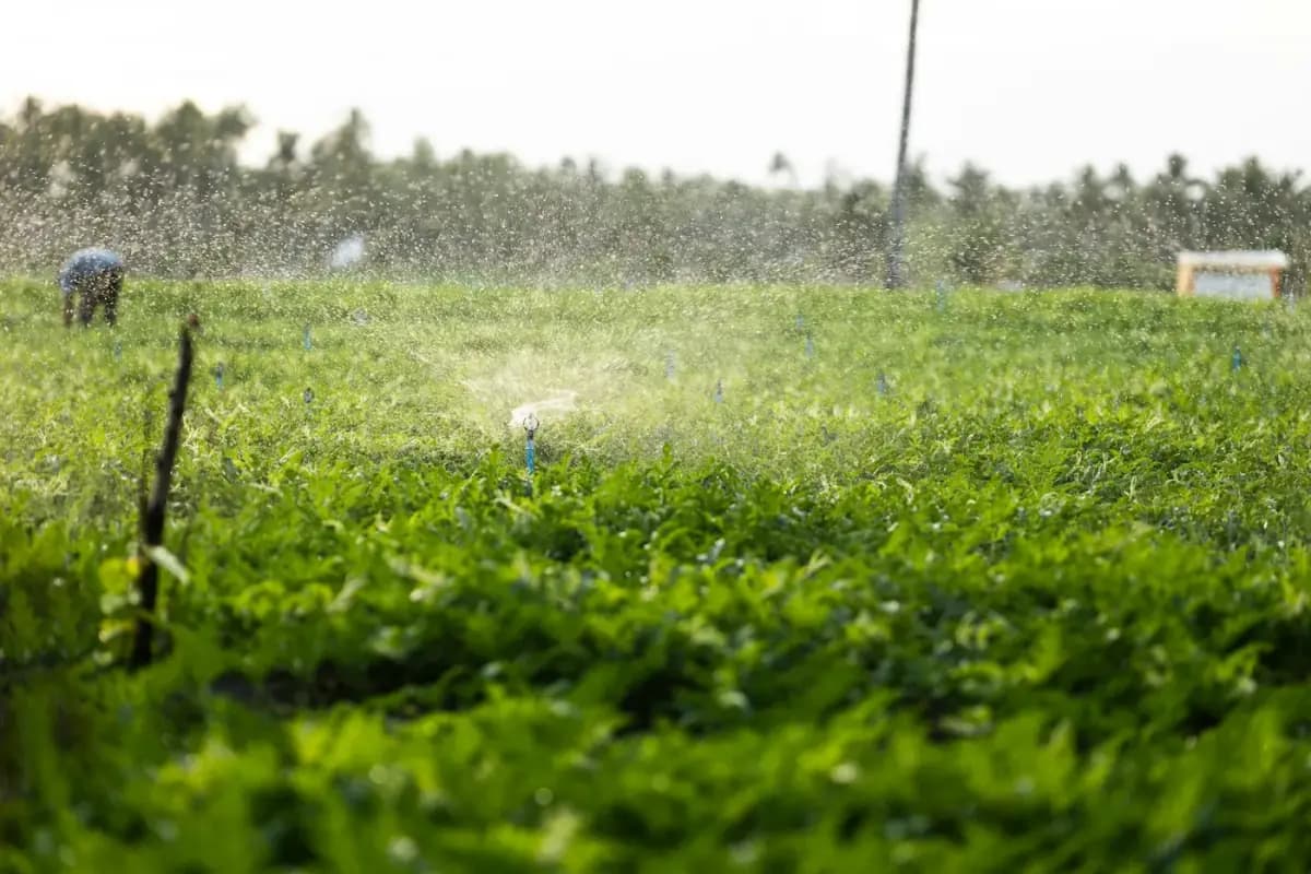 Farmer checking irrigation across rows of healthy green crops