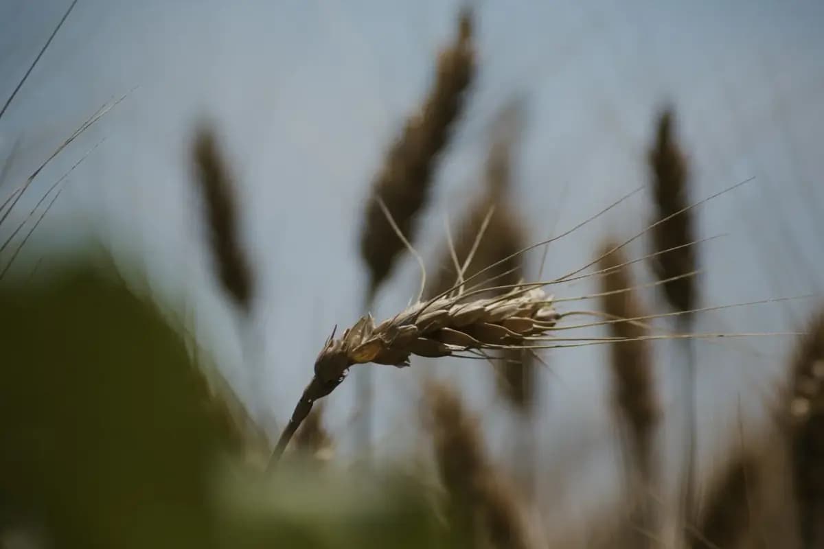 Close view of mature wheat heads showing grain structure and crop condition